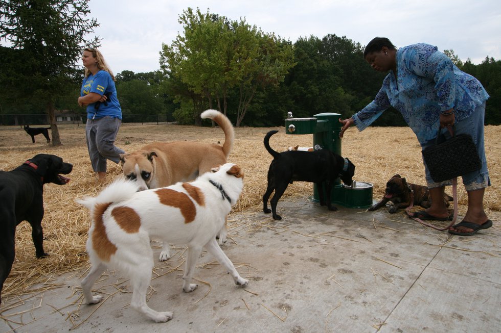 Swope Park Off Leash Dog Park KC Parent Magazine